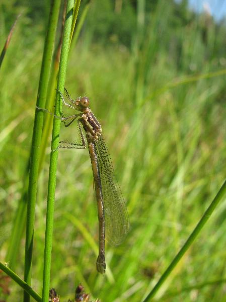 Photo of Lestes congener by 3CDSG DND